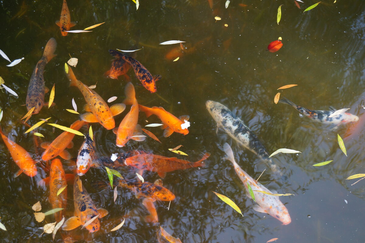 Рыбки играющие в пруду с плавающими осенними листьями - Екатерина Торганская