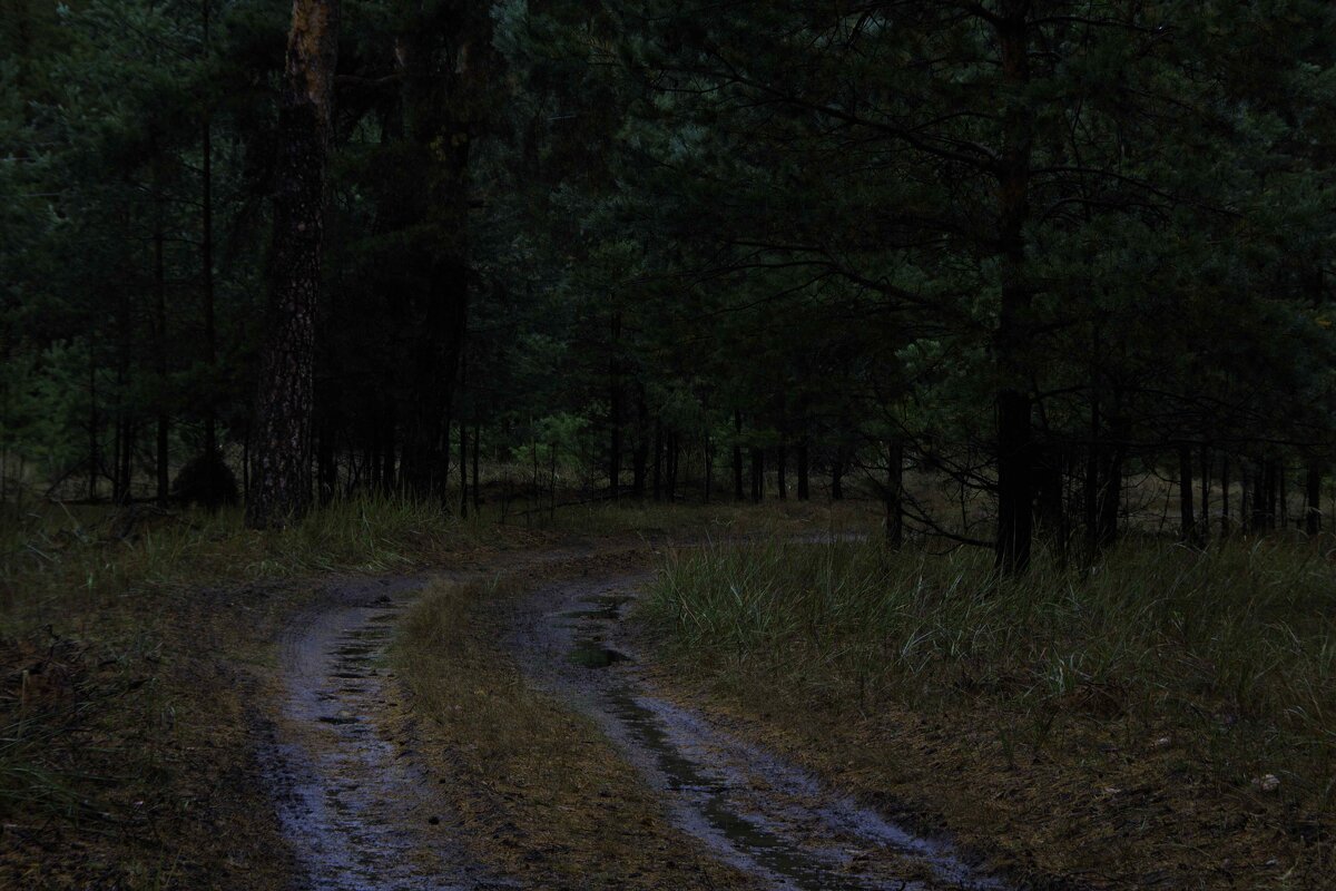 Дорога в лесу - Татьяна Шеффель