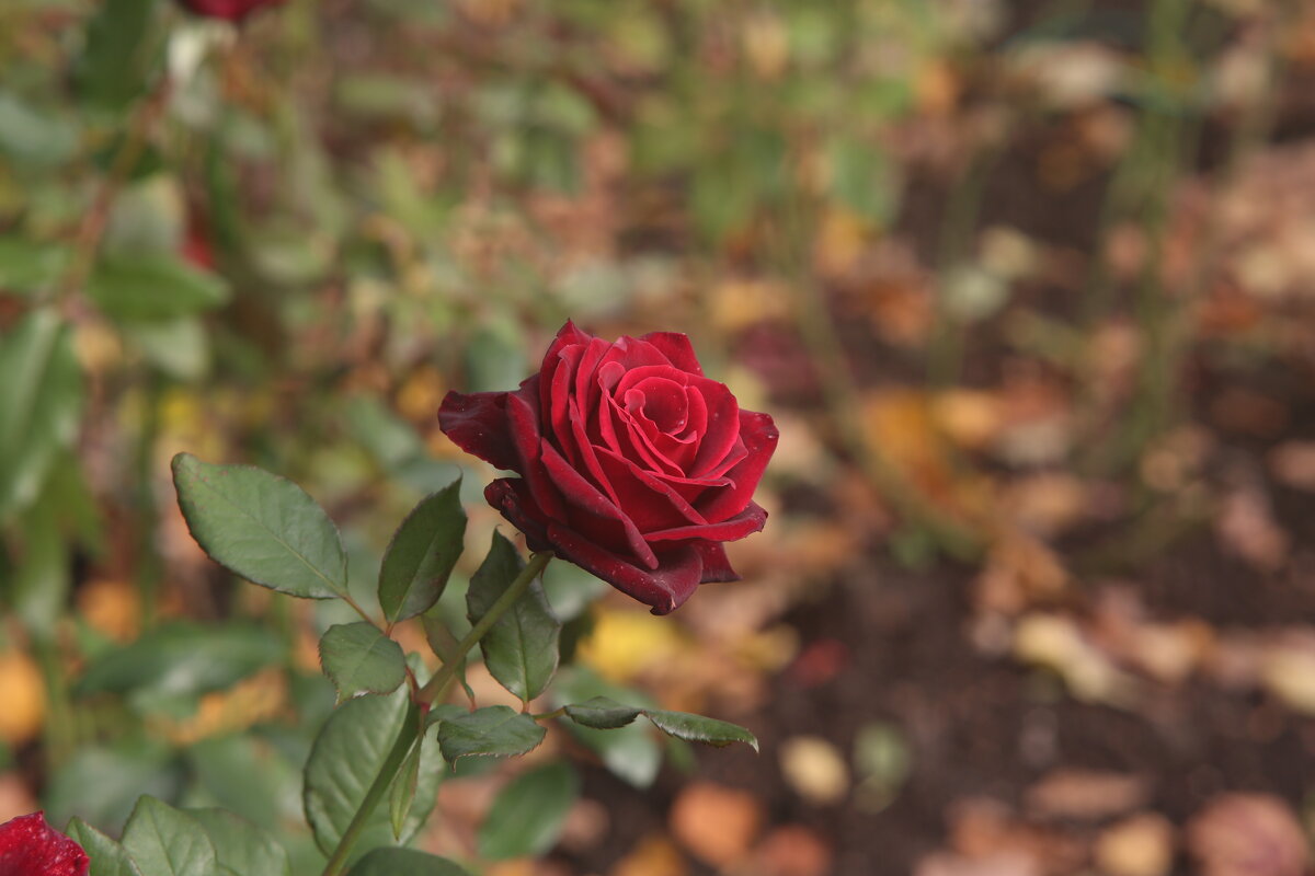 Розы осени - Ninell Nikitina