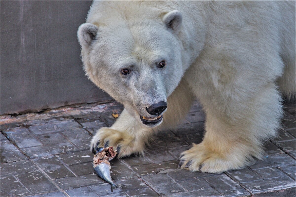полярная медведица - аркадий 