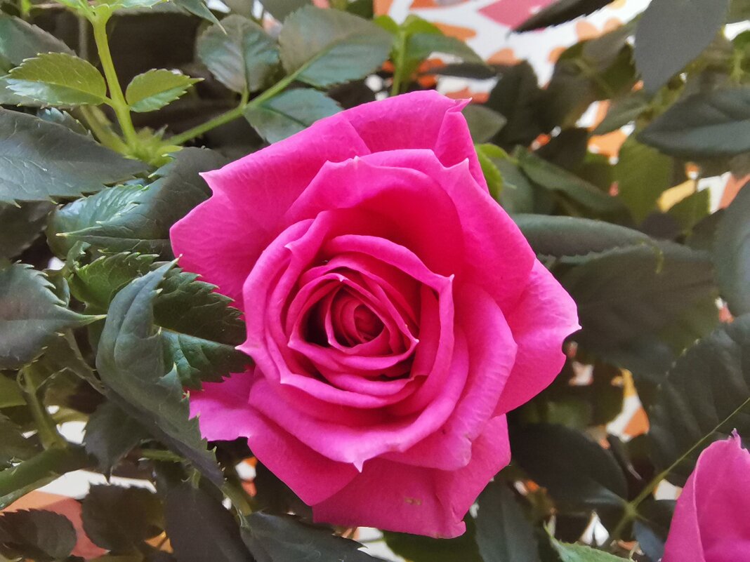 Прекрасная роза - Рузанна 