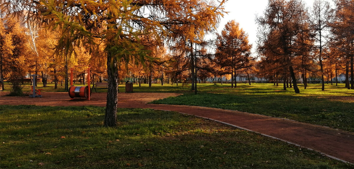 Лиственницы парка осенью - Екатерина Торганская