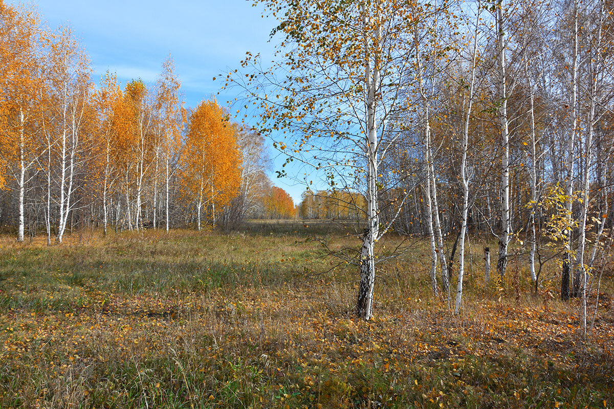 Осенняя  поляна - Геннадий Супрун
