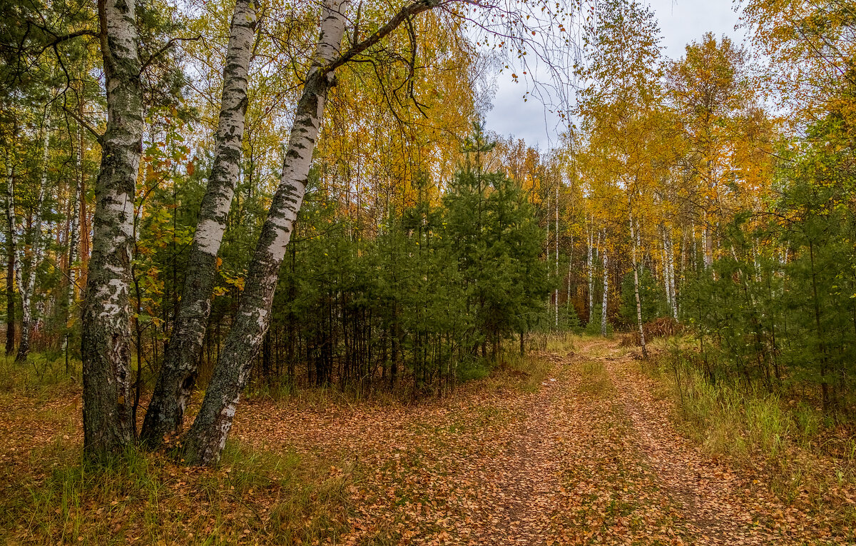 Осень в лесу # 02 - Андрей Дворников