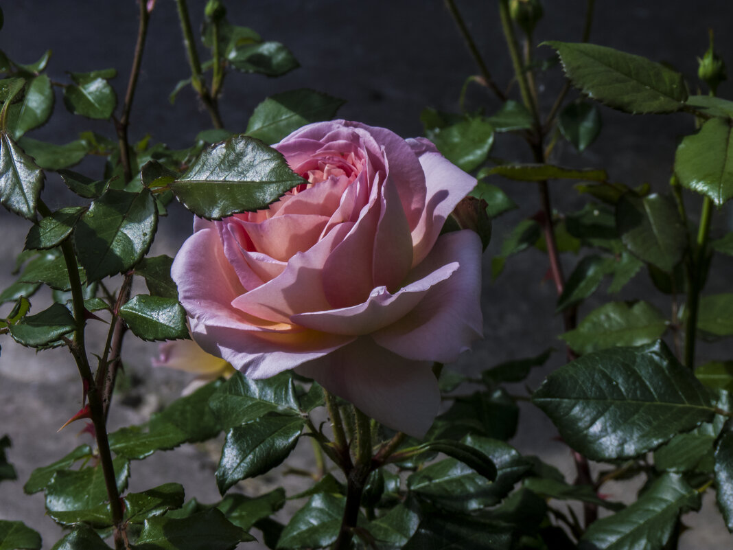 Розовая  роза - Валентин Семчишин