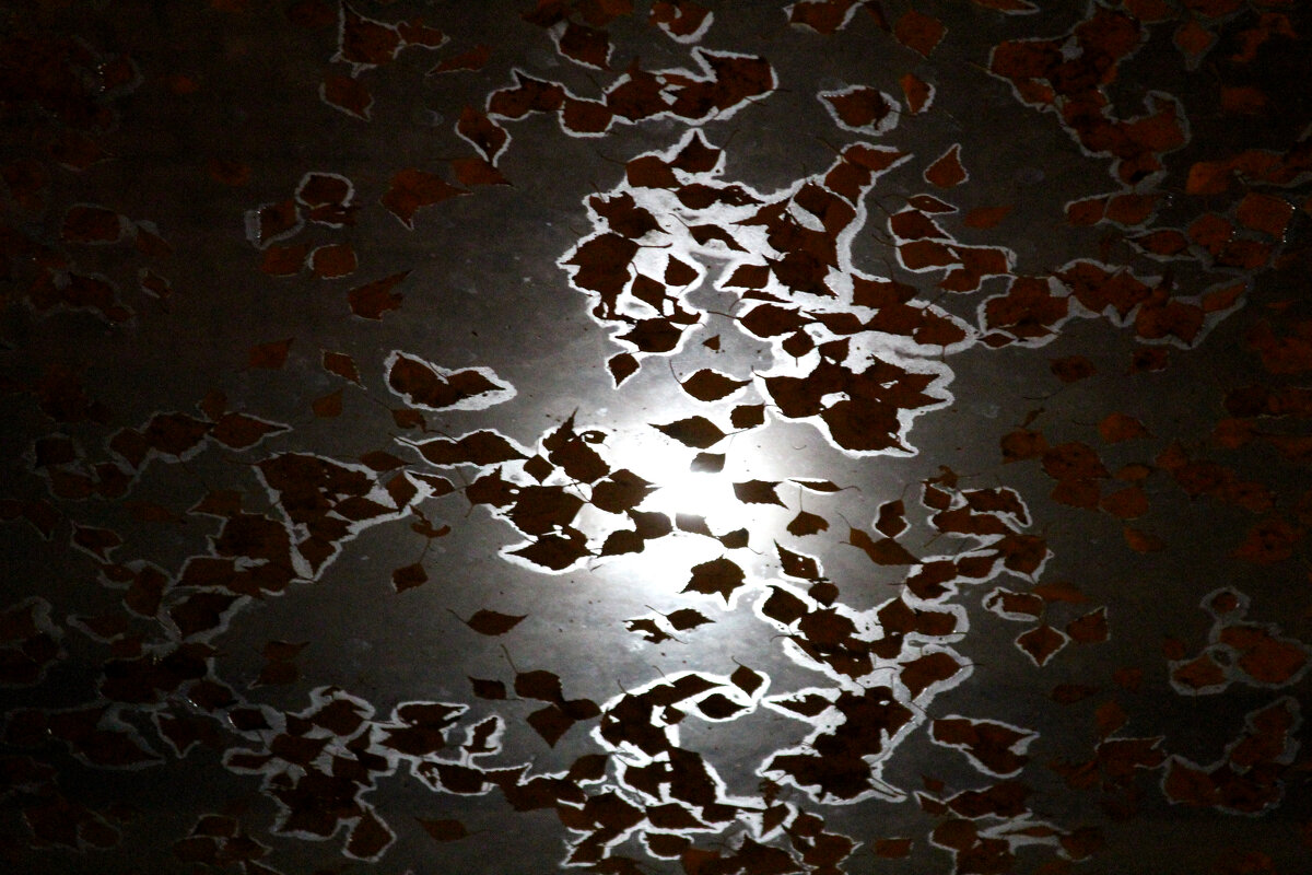 Луна в листья на стеклянной крыше - Николай (dr.Zlo) Кузнецов
