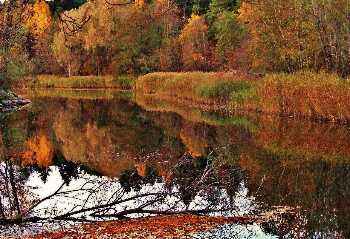 Отражение октябрьского леса в реке - Aida10 
