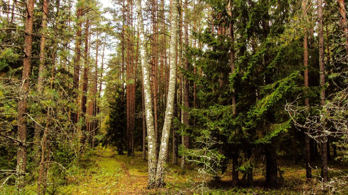 В осеннем лесу - Виталий Андрейчук
