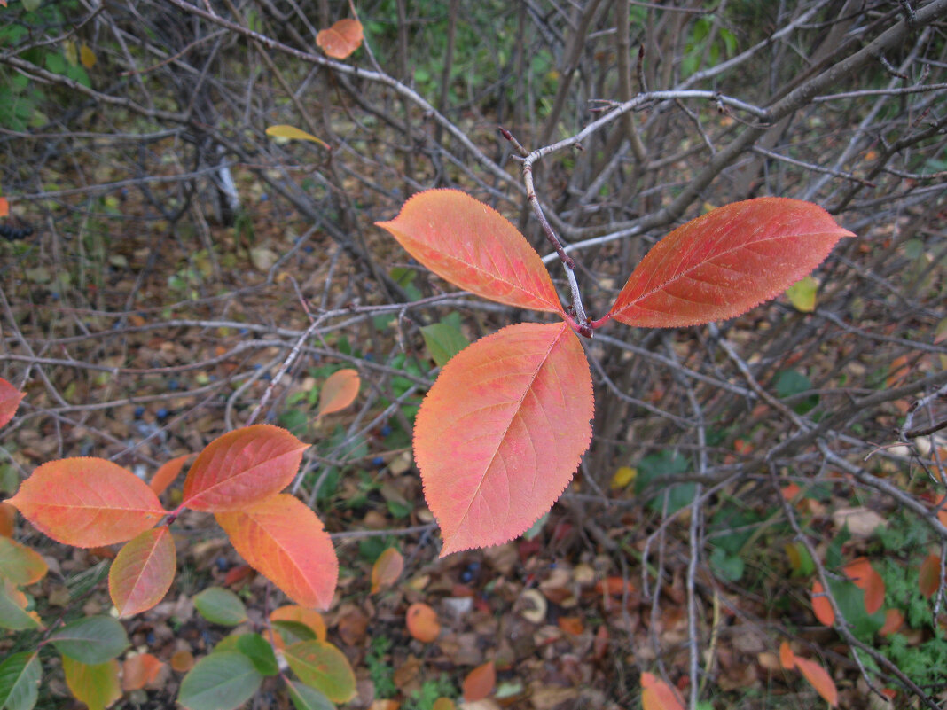 Осенние листья 26 октября 2022 - Наиля 