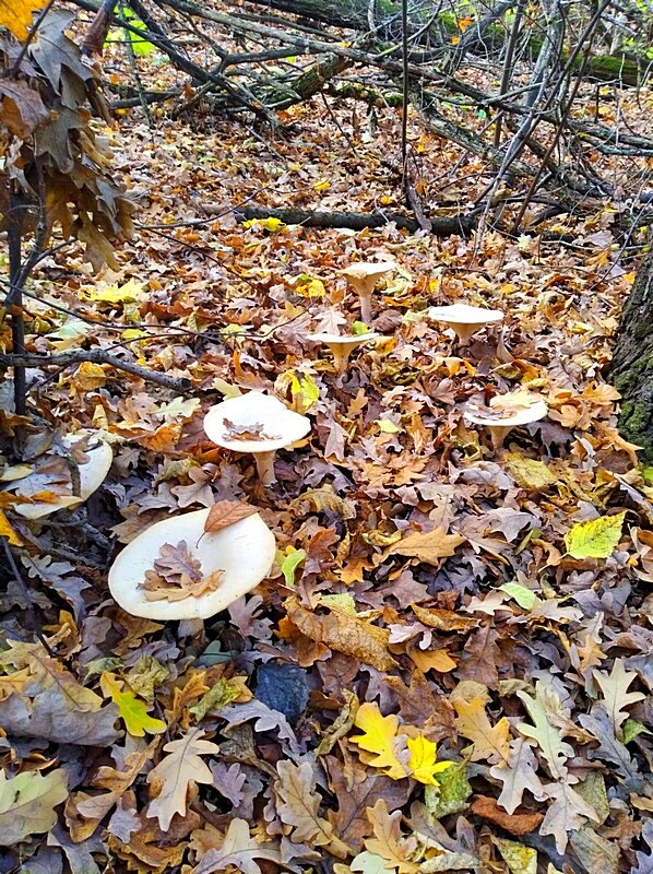 Косяк - Сеня Белгородский