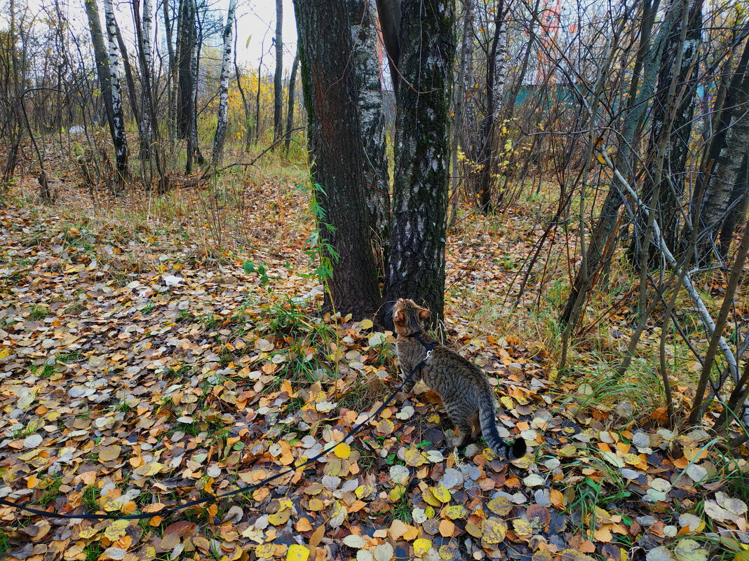 Кот, который гулял не сам по себе - Андрей Лукьянов