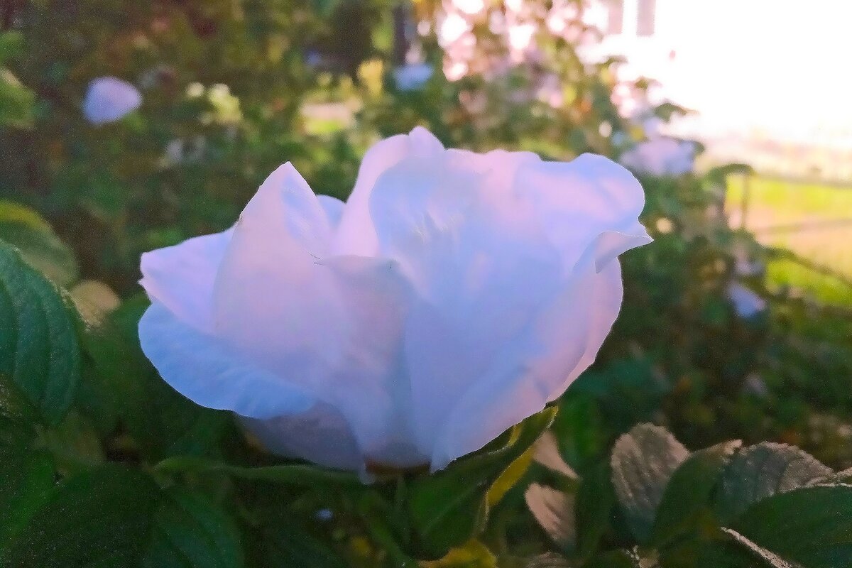 "Белый шиповник, дикий шиповник, краше садовых роз"... - Фотогруппа Весна