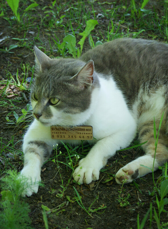 Сытый домашний кот (табличка покорила) - Юлия Фотолюбитель