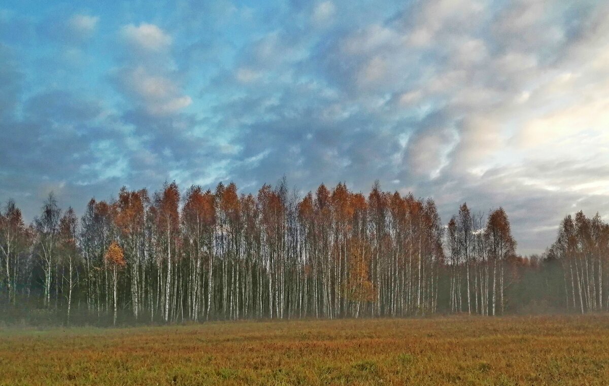 Березовое небо.. - Vladimir Semenchukov