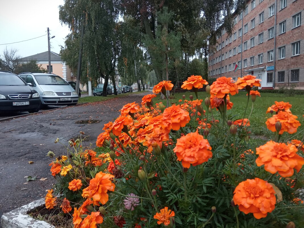 Осенние цветы (2) - Елена Пономарева