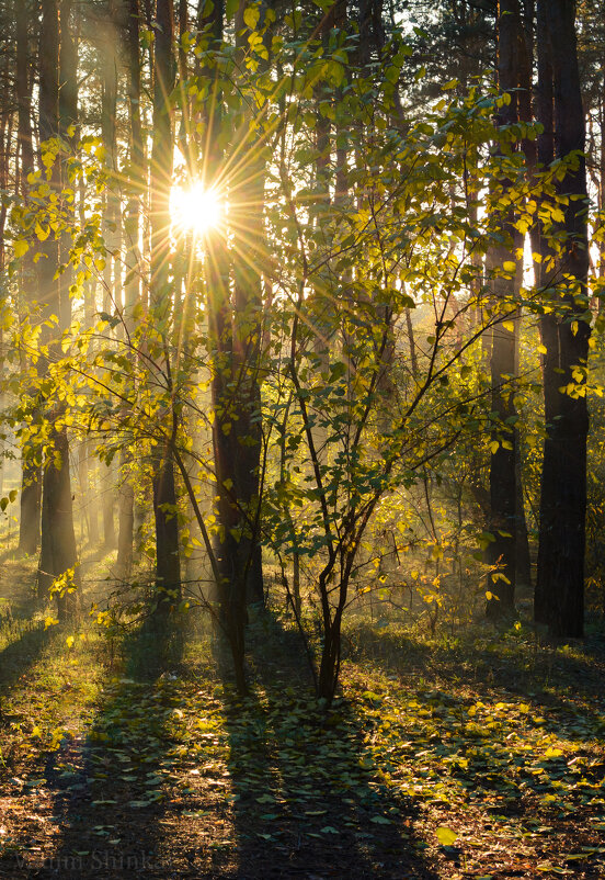 Осень в лесу - Вадим Фотограф
