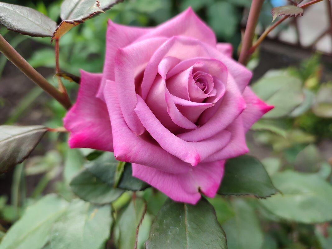 Роза моего сада - Валентина Богатко 