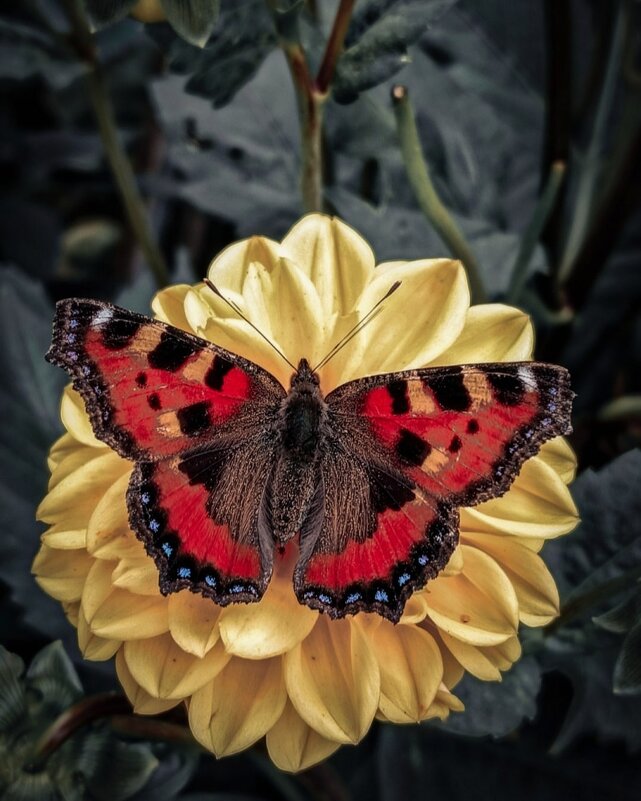 Бабочка - Ирина Весна