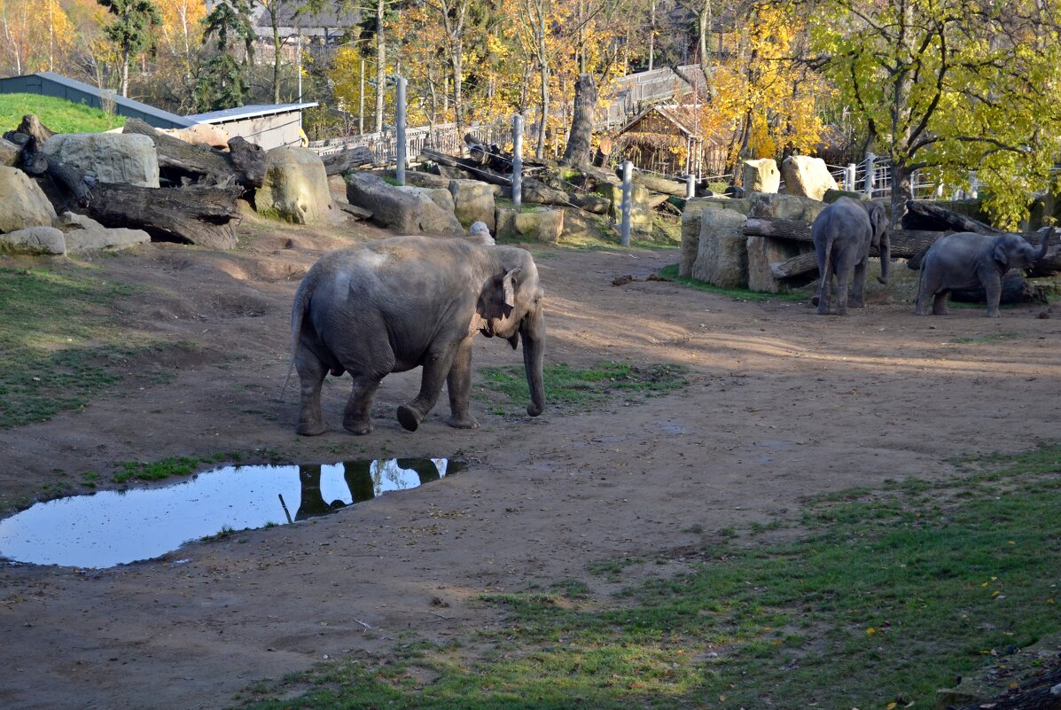 Слоны пражского зоопарка - Ольга 
