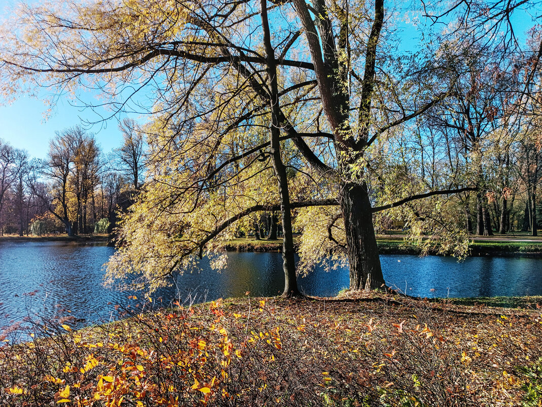 Осень в парке Екатерингоф - Стальбаум Юрий 