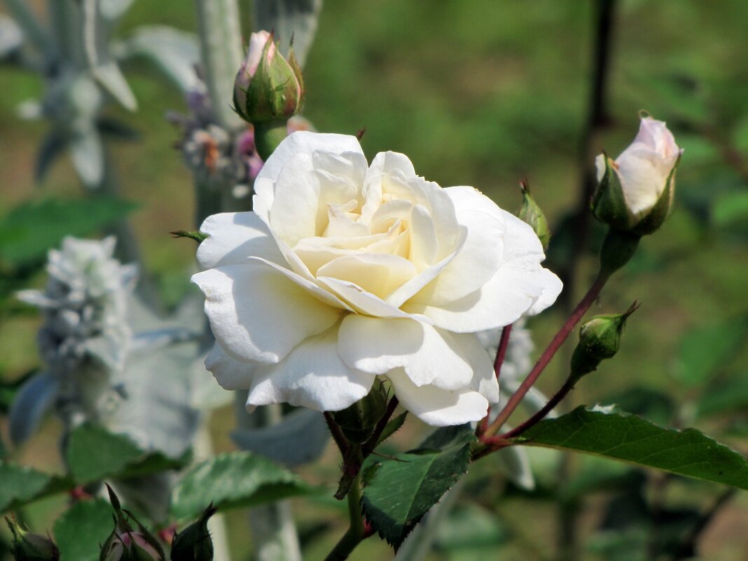 Белая роза... - Татьяна Гнездилова
