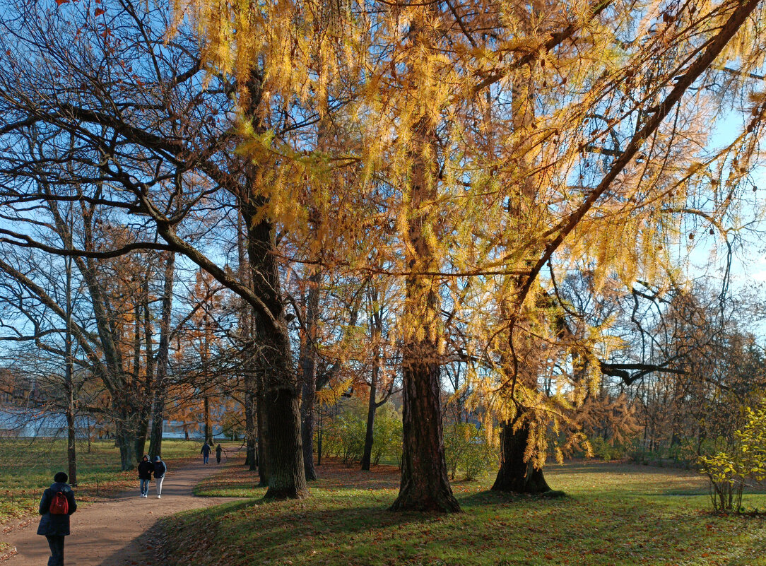 Осень в царскосельском парке - Стальбаум Юрий 
