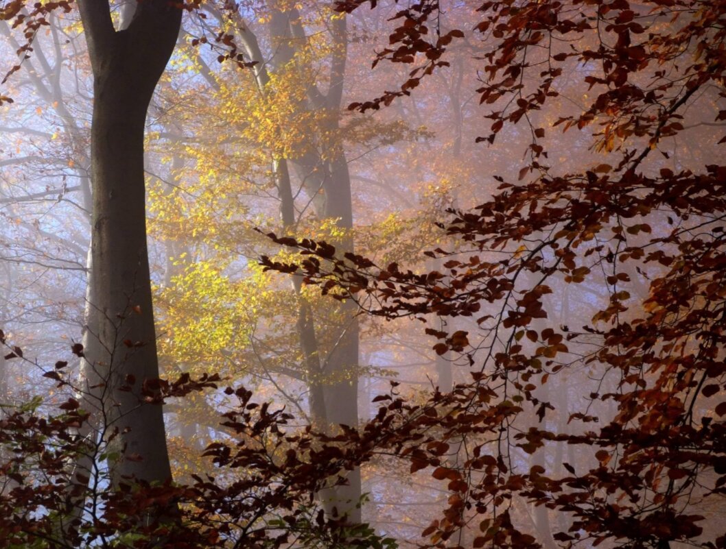 Осень, туман и солнце... - Heinz Thorns