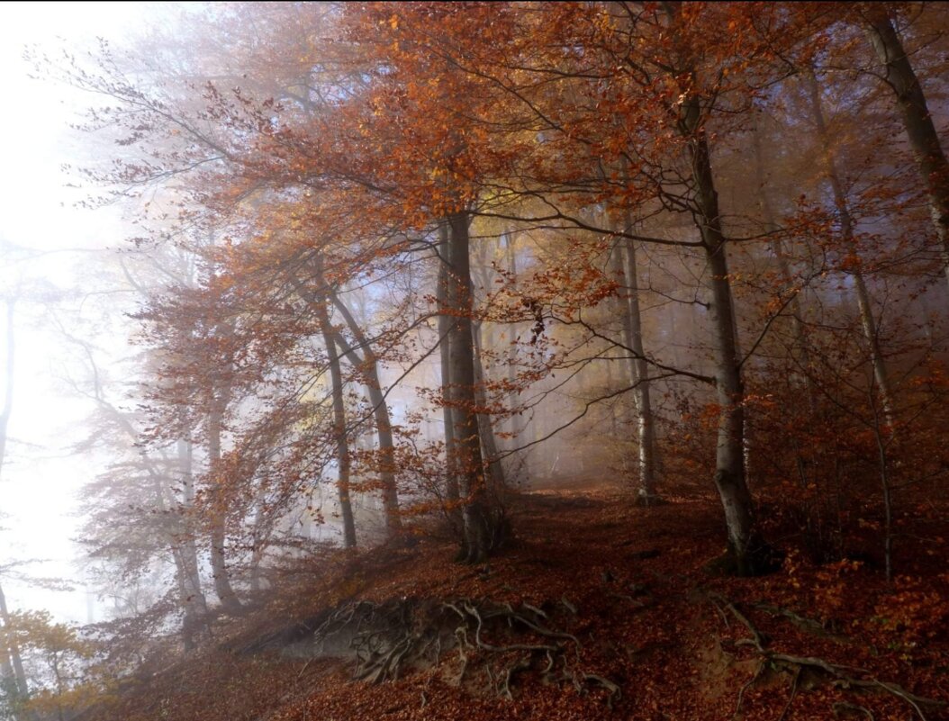 Осень, туман и солнце... - Heinz Thorns