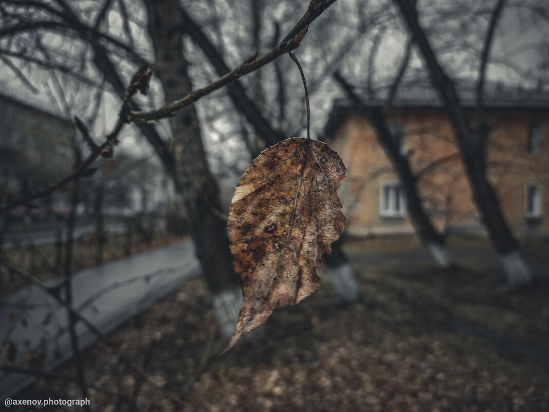 Одинокий лист осени - Андрей Аксенов