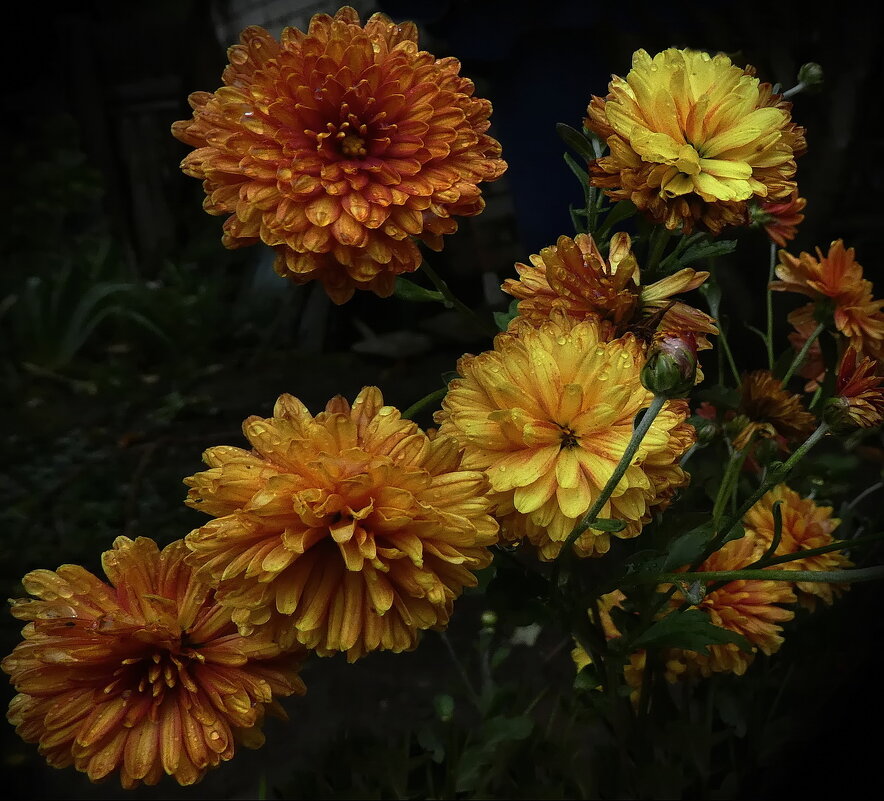 Хризантемы в саду... - Владимир Шошин