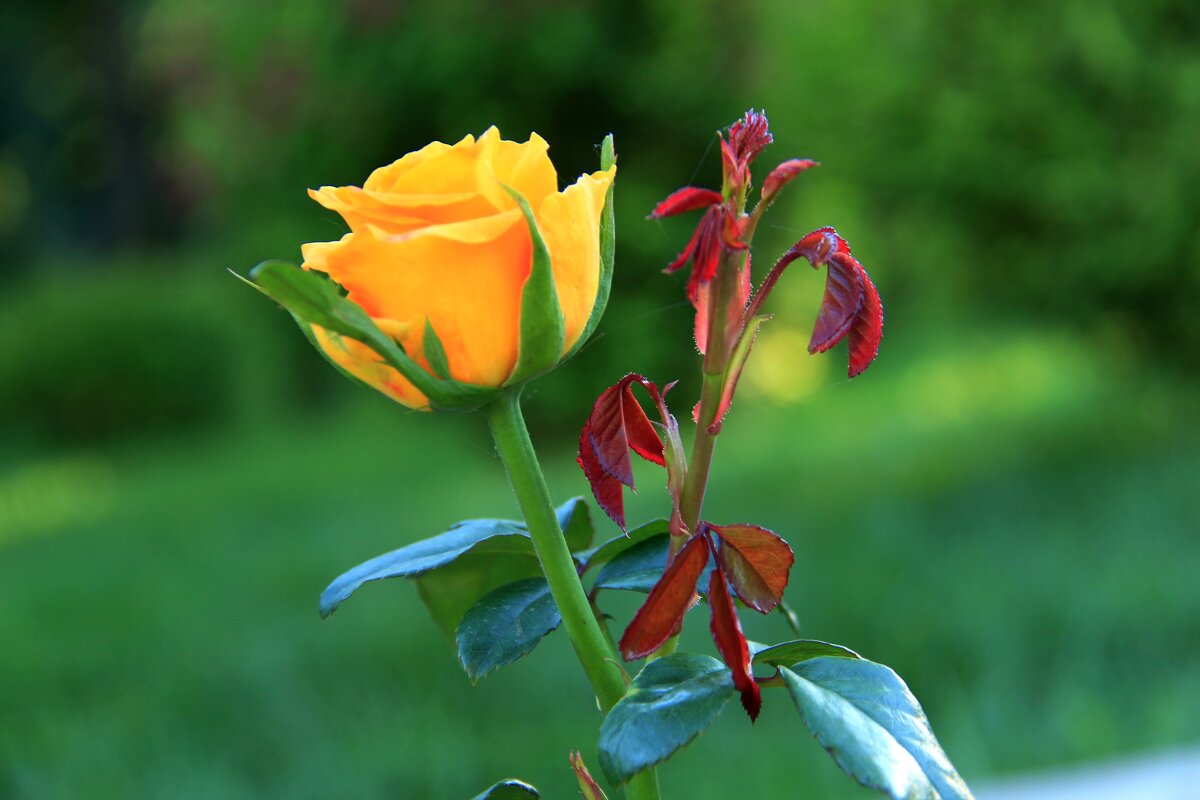 Желтая роза - к разлуке?) - Любовь 
