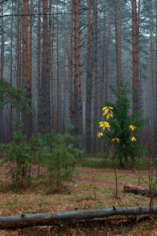 ноябрь в лесу - Daria Кончакова