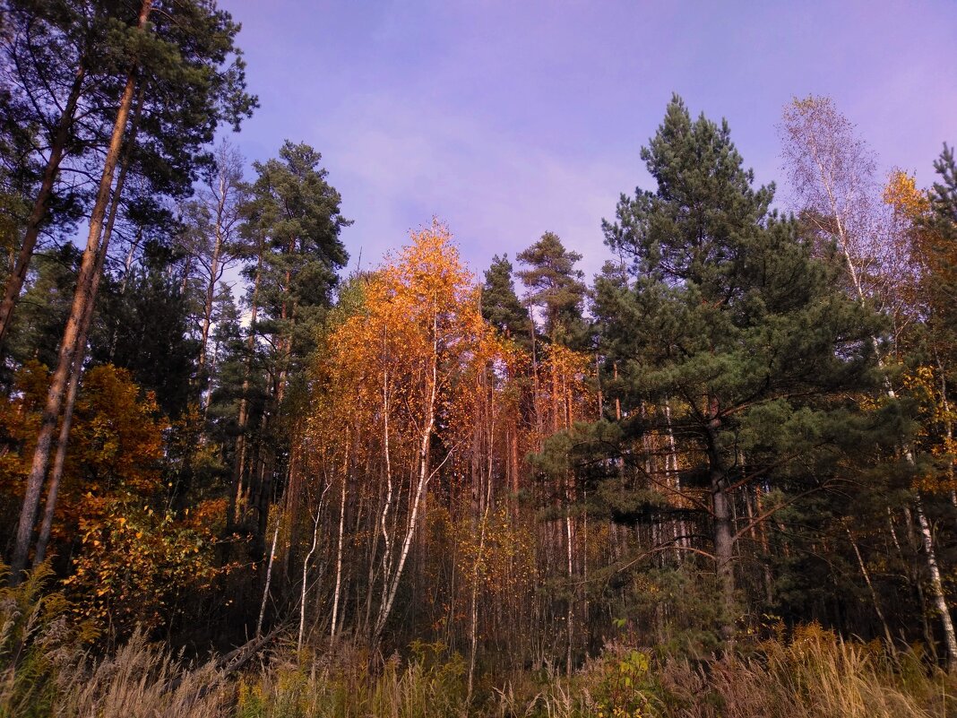 Осенние краски. Балашихинские леса - Gopal Braj