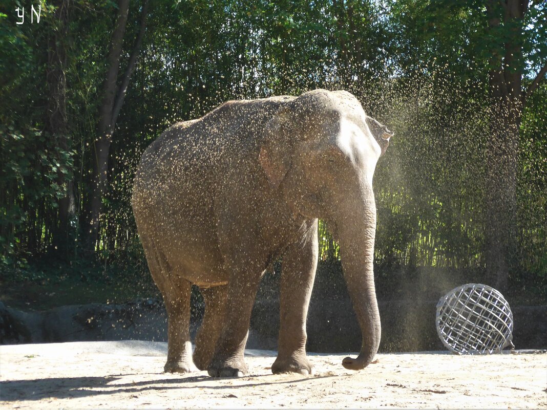 Счастливый слон в пылевом облаке :) - Nina Yudicheva