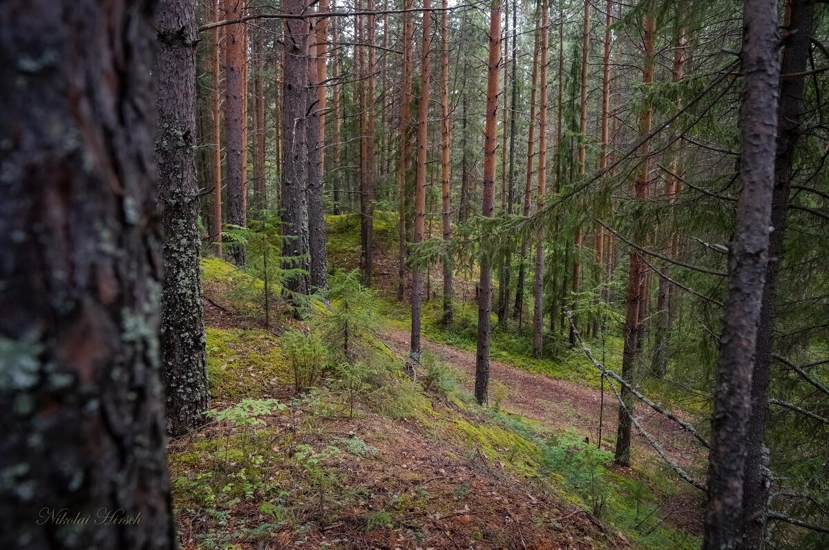 В лесу... - Николай Гирш
