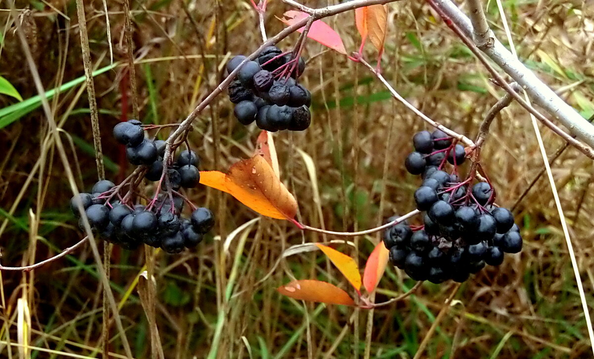 Черные ягоды осени - Елена 