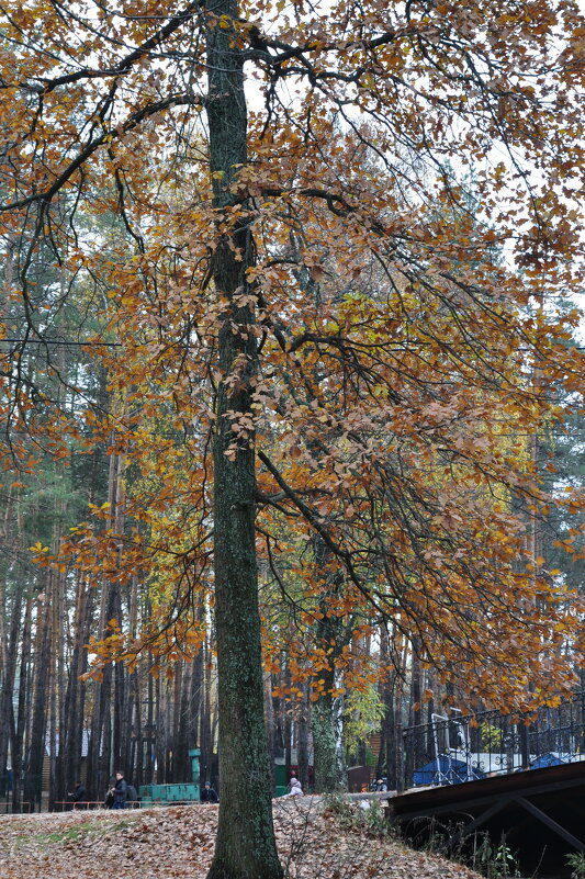 Осенний дуб - Татьяна 