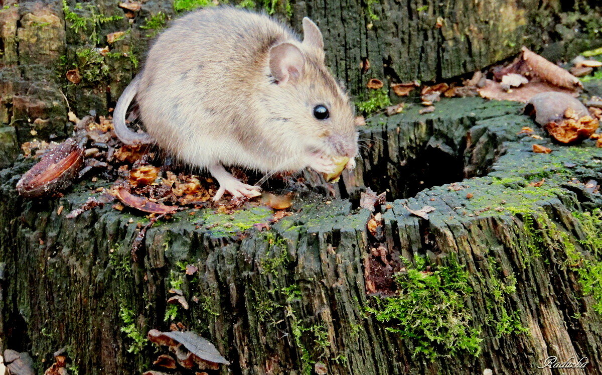 Мышка лесная на пеньке осеннем - Raduzka (Надежда Веркина)