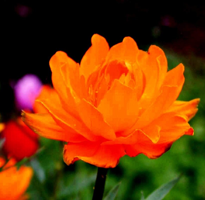 Купальница (жарок) - цветок весны - ГЕНРИХ 