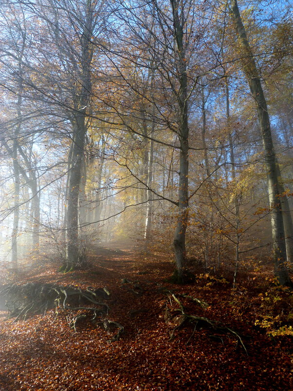 Осенний свет - Heinz Thorns