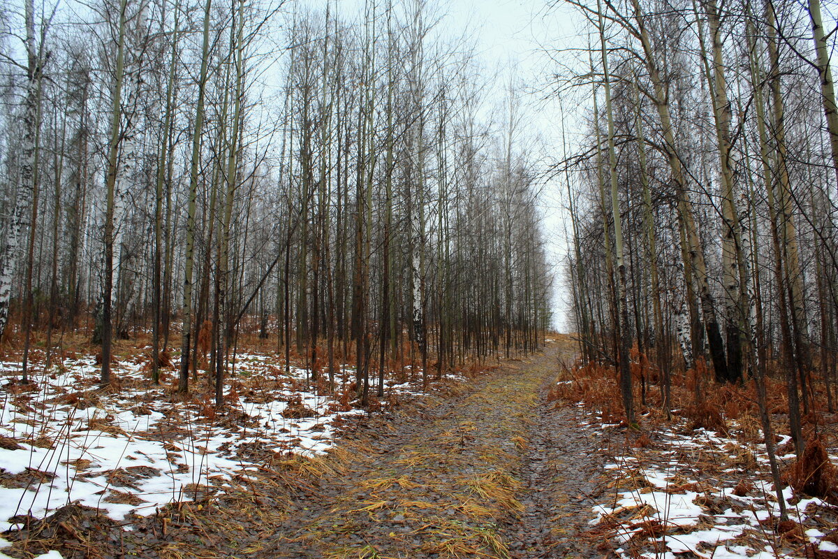 Лес на Трошиной горе - Нэля Лысенко