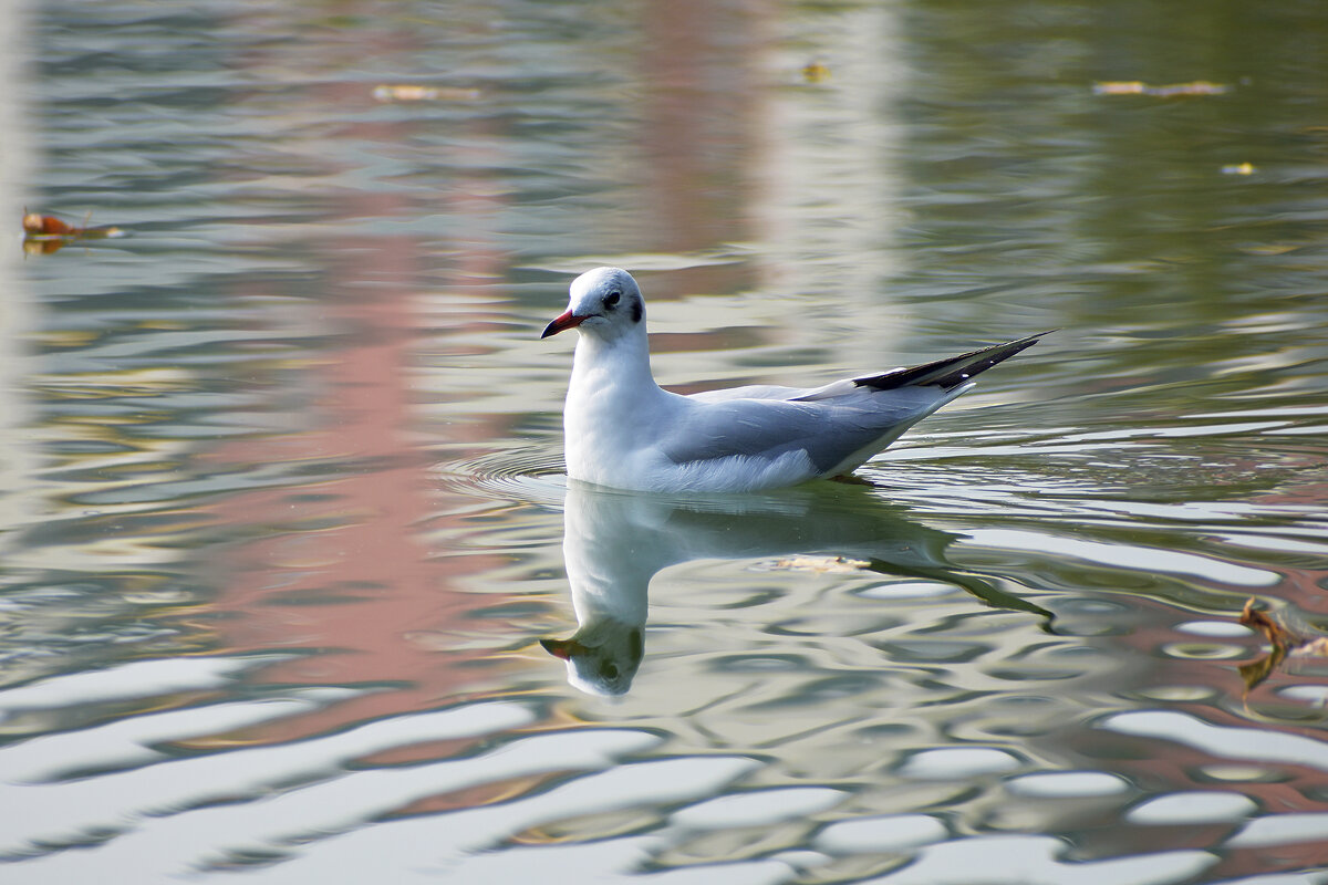 Озерная чайка - Nina Streapan