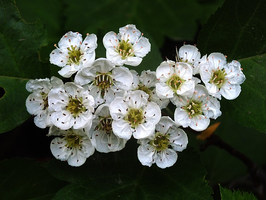 Цветет боярышник, белые цветы боярышника на кустах | Премиум Фото