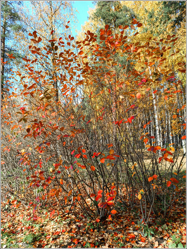Осенний куст - Любовь Зинченко 