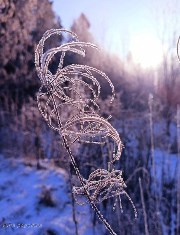 Первый снег в лесу - Юлия Погодина