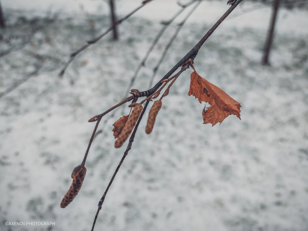 Листики березы в позднюю снежную осень - Андрей Аксенов