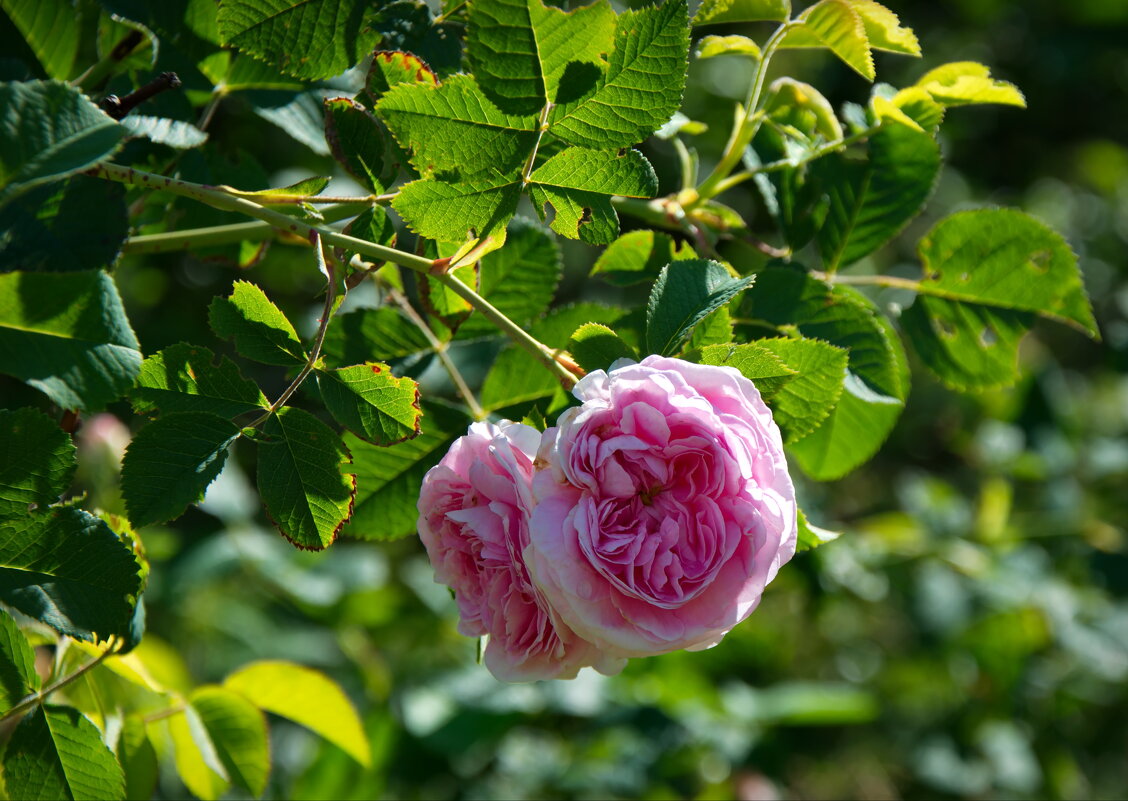 Нежные розы - lady v.ekaterina
