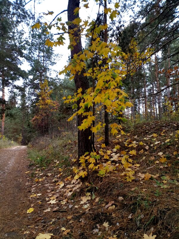 Осенний лес - Нина Колгатина 