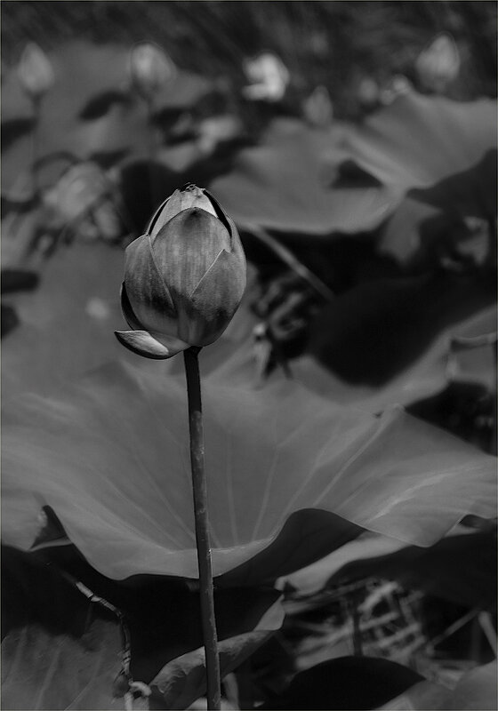 Одинокий цветок - Петр Фролов