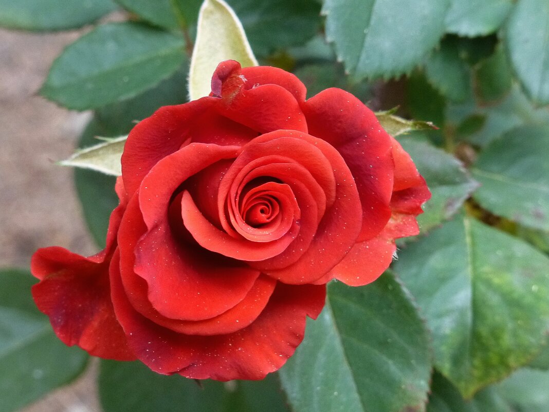 Октябрьская роза в Ялте - Лидия Бусурина